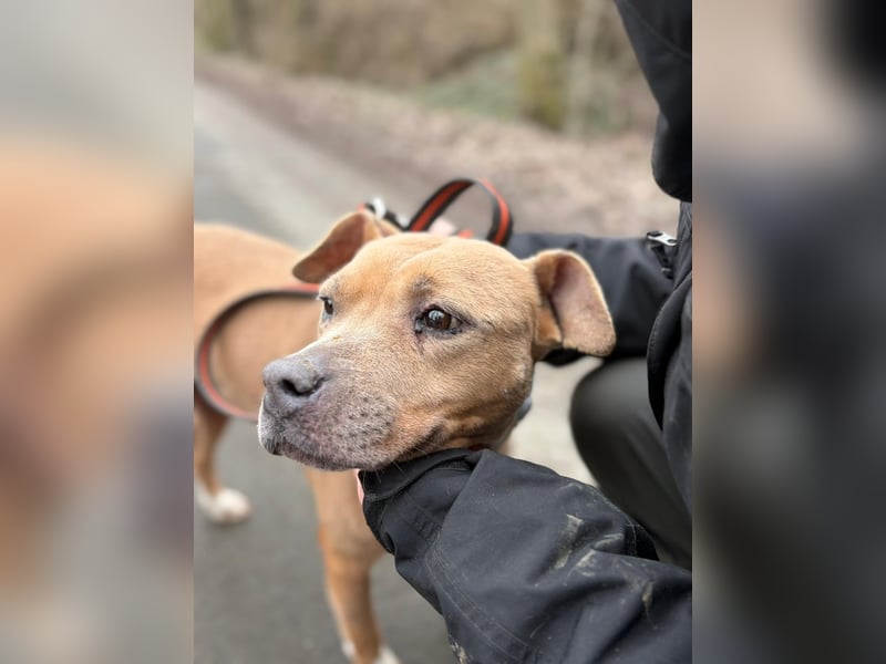 Zelma, treue Begleiterin sucht ihre Menschen