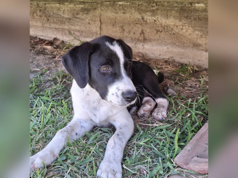 Sophia sucht ein Zuhause / eine Pflegestelle