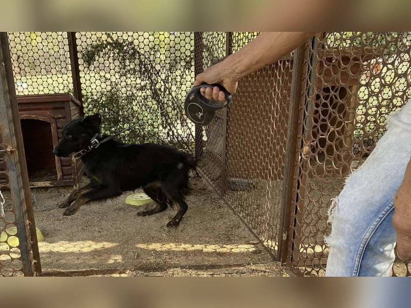 Liget, süße Hundemama sucht ihre Familie