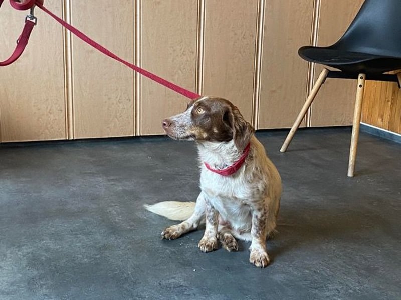 Daisy hat Glück im Unglück Daisy hat Glück im Unglück