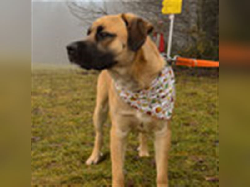 Sam 1-Vermittlungshilfe / Auf PS in 3240 Mank (Österreich)