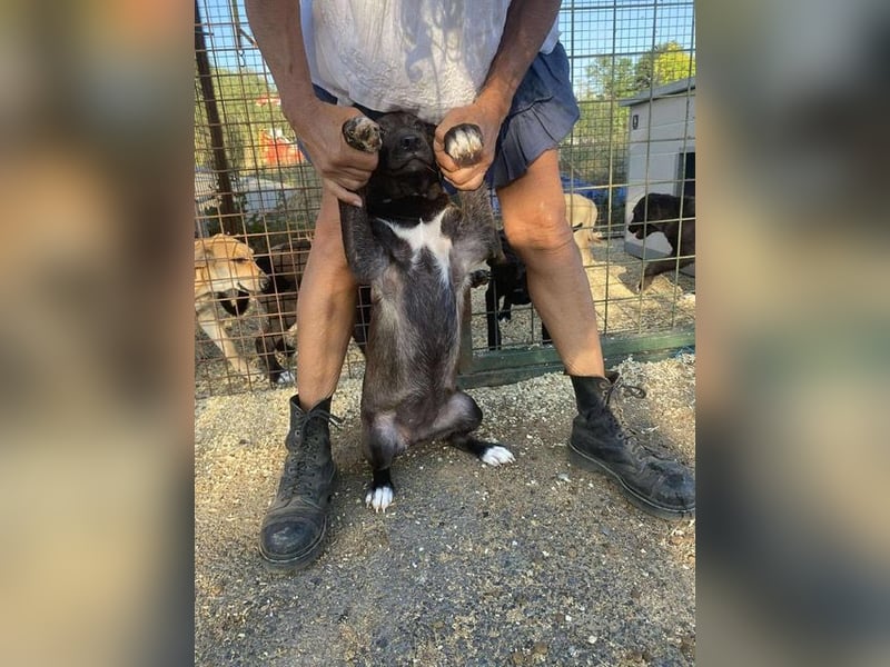 Nati, bildhübsches Hundemädchen