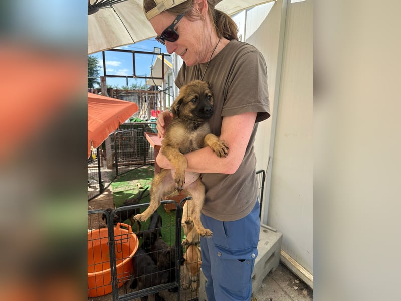 Wonderwoman, kleine Kämpferin sucht Traumzuhause