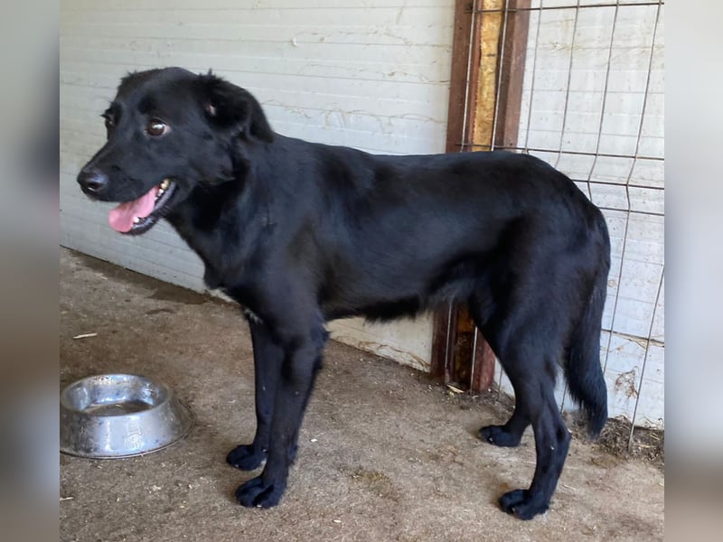 Natalie, eine verspielte, freundliche, noch etwas schüchterne, soziale 3 jährige Schönheit