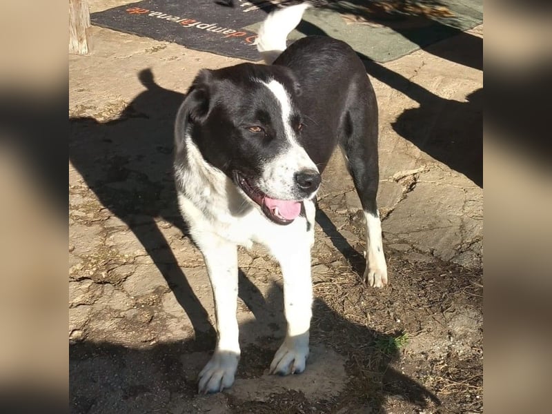 Sophia sucht ein Zuhause / eine Pflegestelle