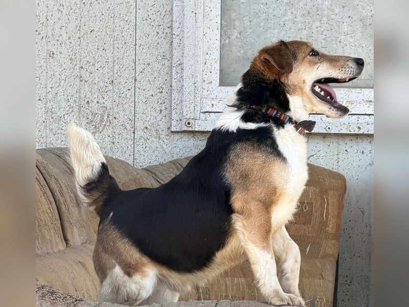 Lucky, Glück im Unglück….super lieb und freundlich