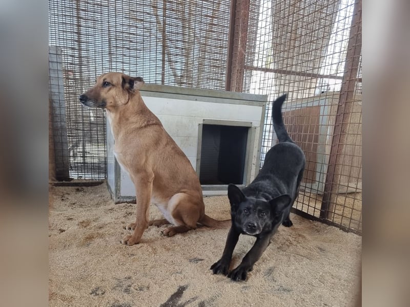 Helen, ruhiges Zuhause gesucht. Gerne als Zweithund