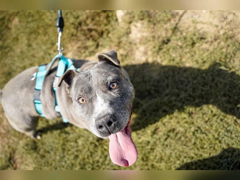 Killi - kompakt&kuschelig Vermittlung nur für A/CH/NL/SWE