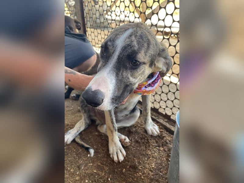 Nathan, aktiv und verspielt