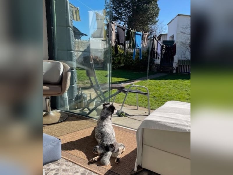 Pepsi, süßer Senior spielt noch gerne Ball