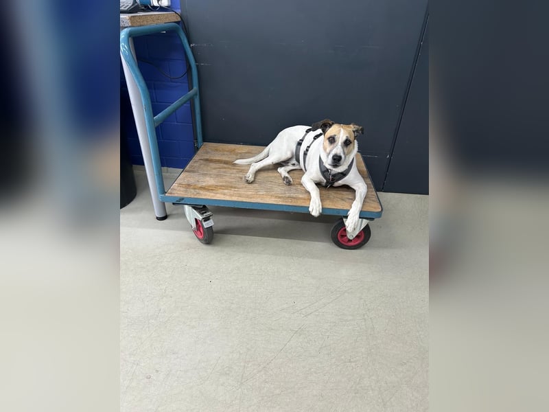 Bajos,, toller Wegbegleiter hat unverschuldet sein Zuhause verloren