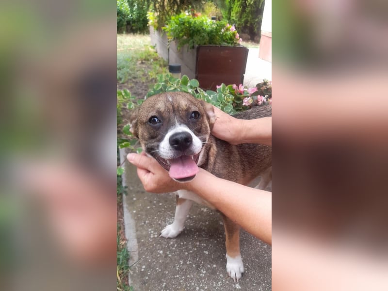 Holly, verspielt und niedlich