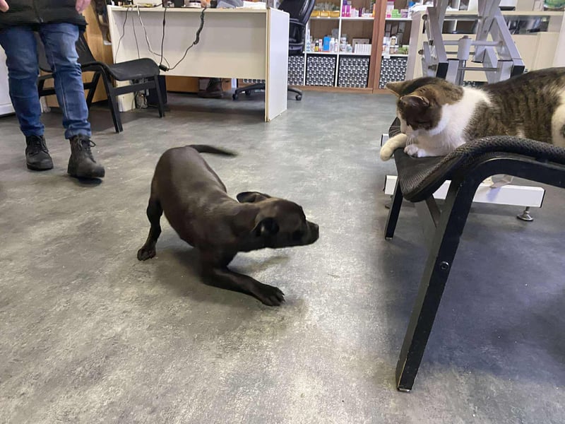 Lenda, kleine Bully-Mix Hündin sucht Traumzuhause