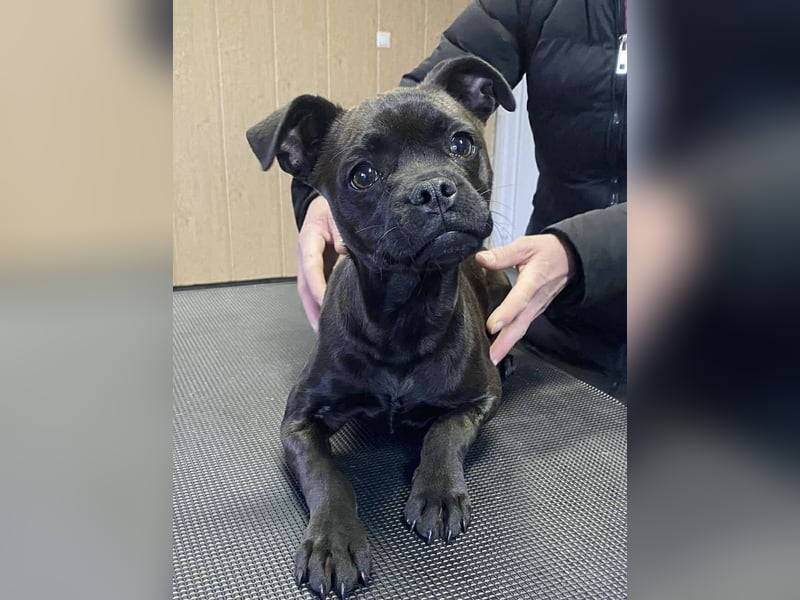 Lenda, kleine Bully-Mix Hündin sucht Traumzuhause