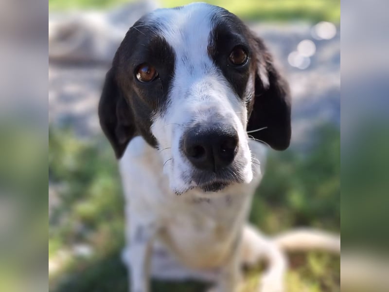 Iris: sucht ein Zuhause