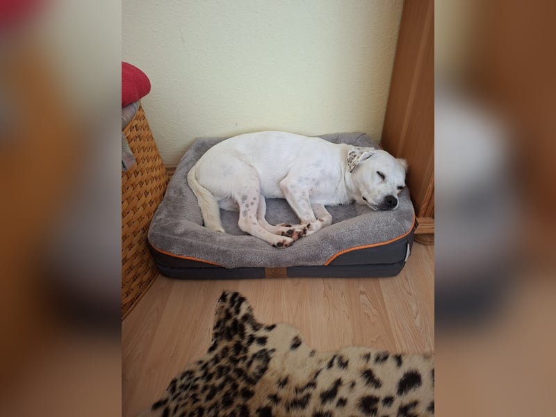 Imre, super lieb möchte endlich bei seinen Menschen ankommen