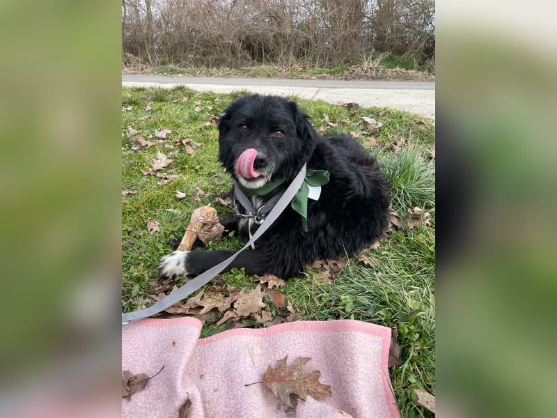 Morzsi, freundliche Seniorin sucht warmes Plätzchen