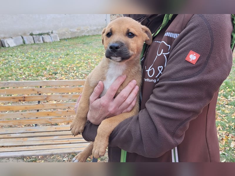 Steve, ein zauberhafter Welpe sucht….