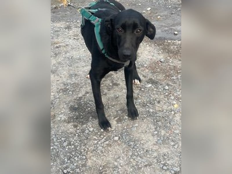 Rebeka, freut sich auf ihre Menschen auf Pflegestelle in Kerpen