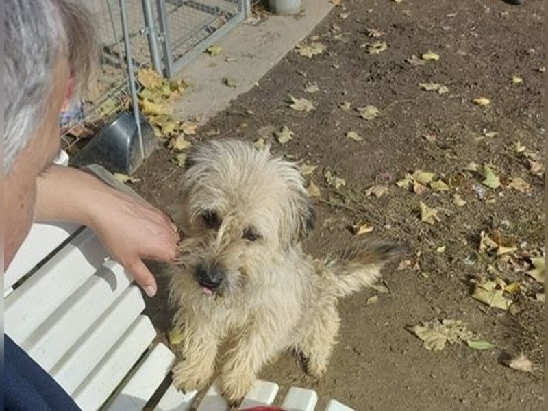 Kadarka, süß, freundlich und zutraulich