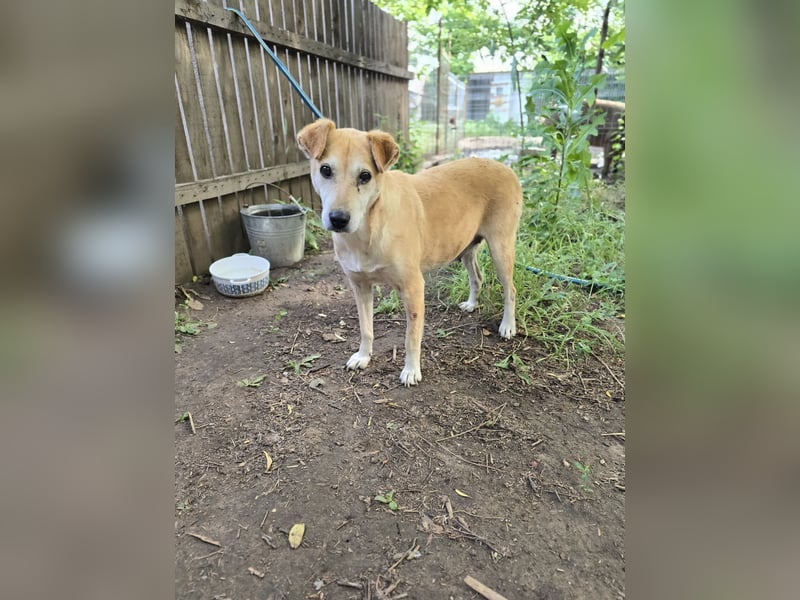 Silva, 8jährige Lady, kniehoch, freundlich, sozial, noch zurückhaltend