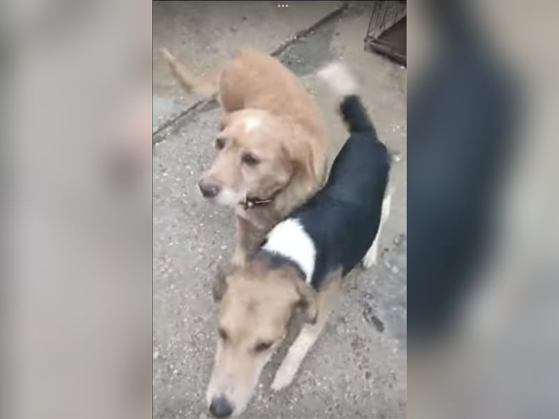Lucky, Glück im Unglück….super lieb und freundlich