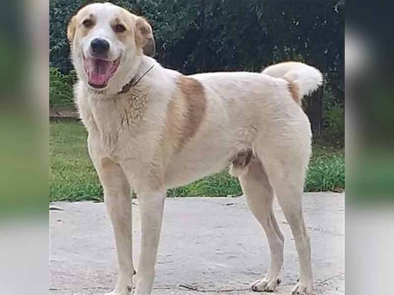 Simba- Mischlingshund sucht ein Zuhause/Pflegestelle