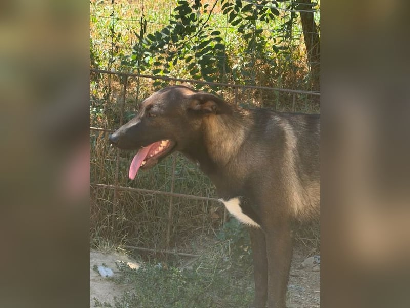 Nati, bildhübsches Hundemädchen