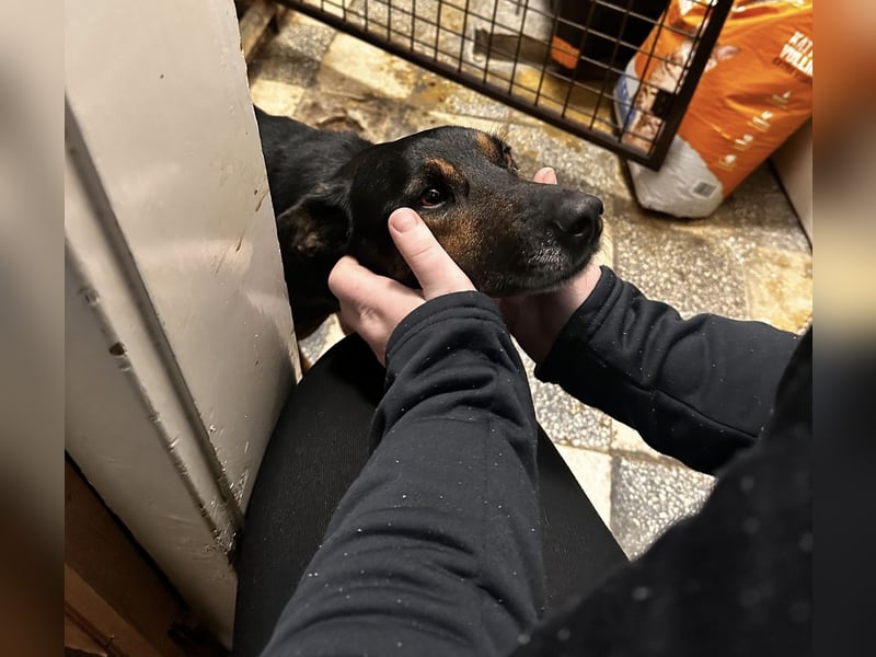 Pajti hofft auf ein warmherziges Zuhause