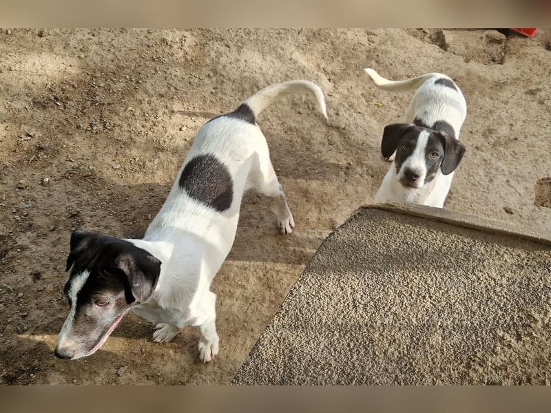 Leia, süße Maus sucht aktive Family