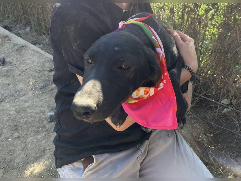 Vera, eine von vielen schwarzen Schnuckelmäusen