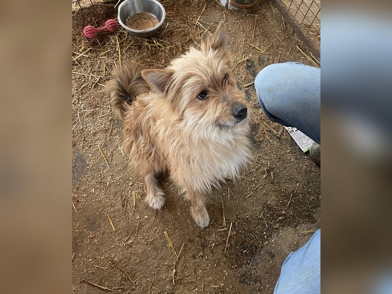 Linduska, zartes Seelchen sucht ruhiges Zuhause