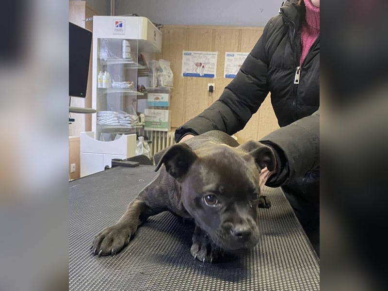 Lenda, kleine Bully-Mix Hündin sucht Traumzuhause