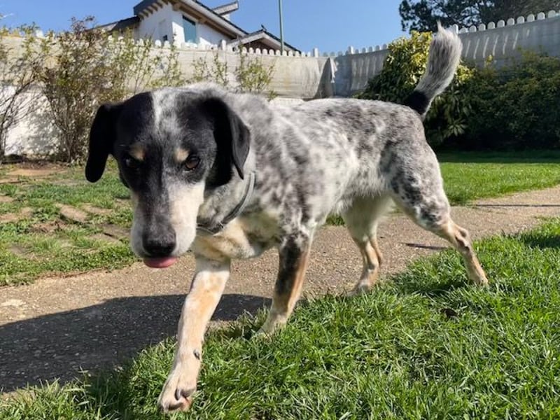 Pepsi, süßer Senior spielt noch gerne Ball