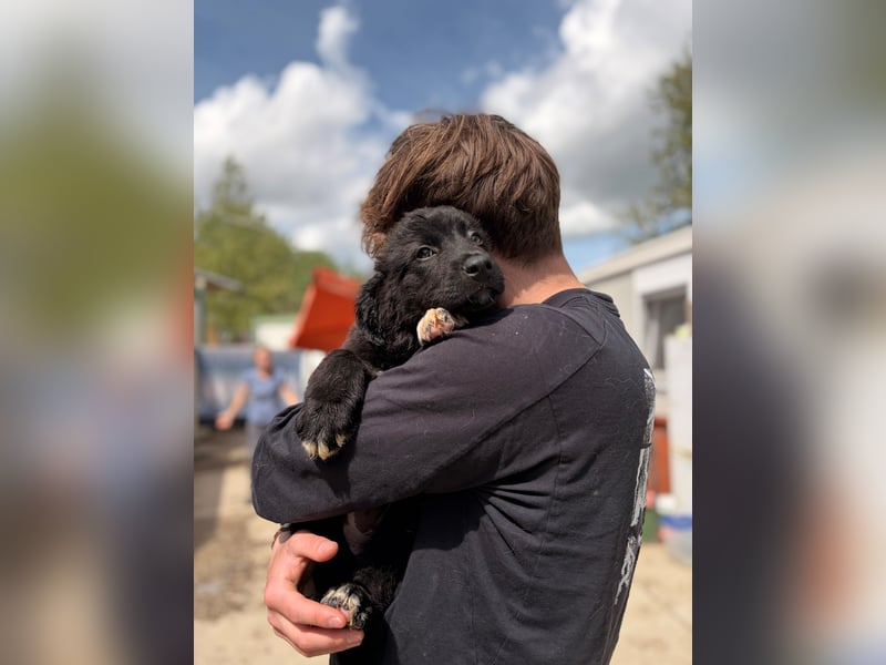 Hermine, wie süß kann bitte ein Welpe sein!