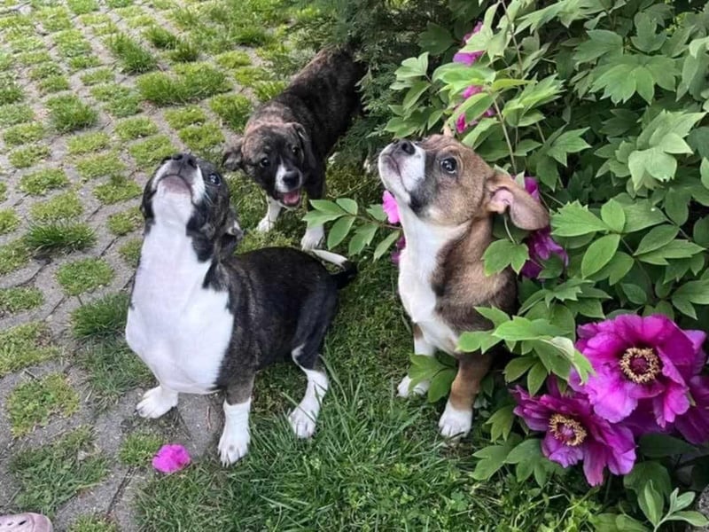 Holly, verspielt und niedlich