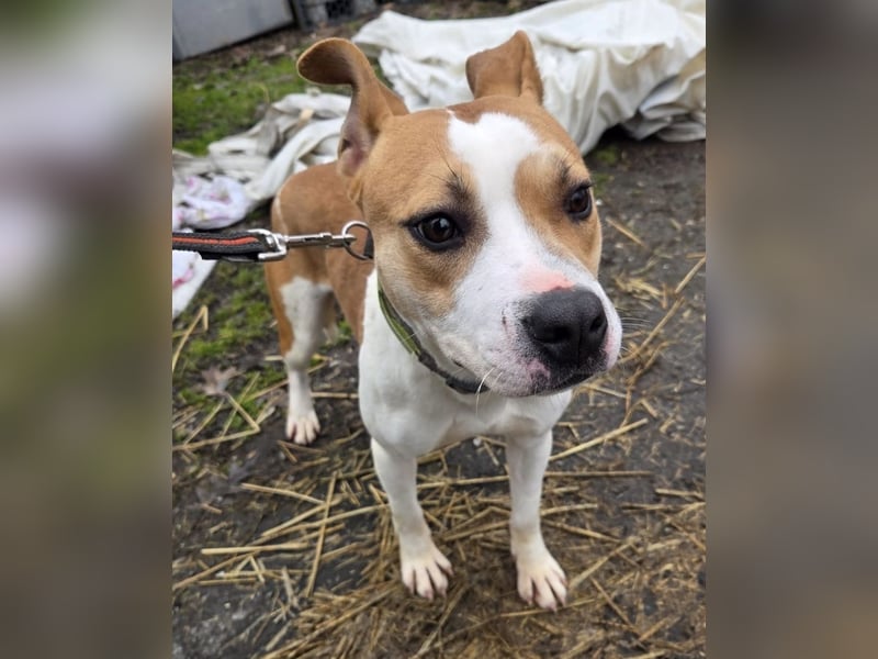 Tina, verspielt und freundlich. Vermittlung nur nach A/CH/NL oder SWE