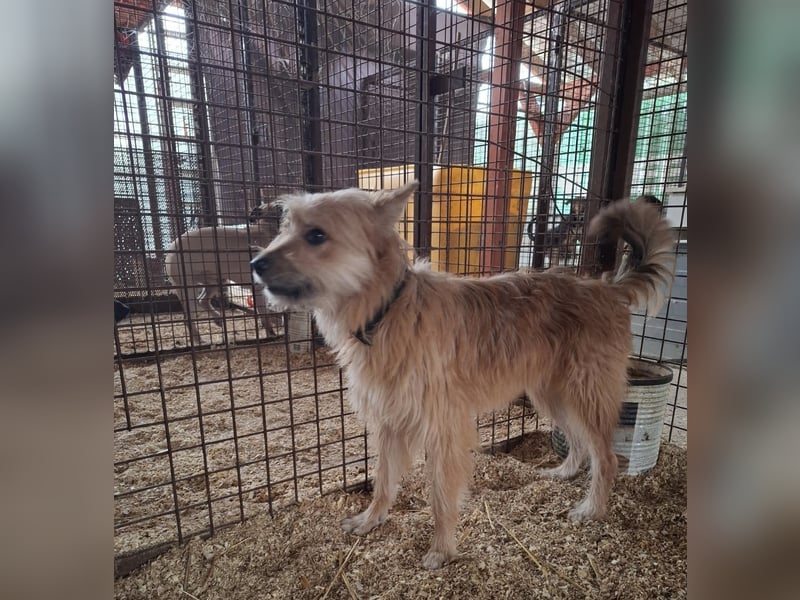 Linduska, zartes Seelchen sucht ruhiges Zuhause