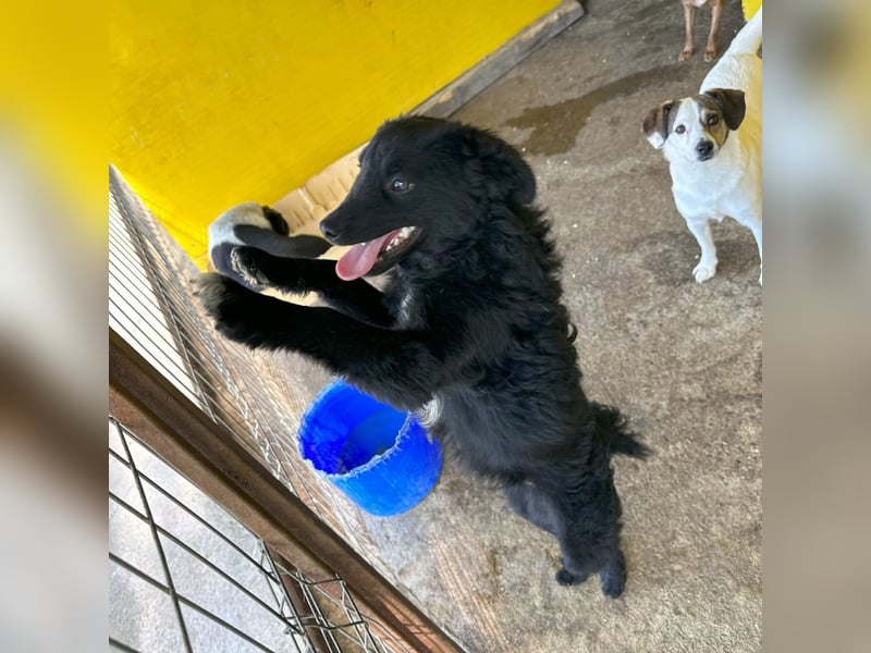 Eryx, fröhlicher 2 jähriger Rüde, mittlere Größe, verspielt, lebensfroh, lieb, menschenbezogen, akti