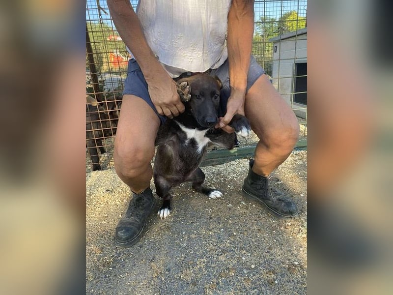 Nati, bildhübsches Hundemädchen