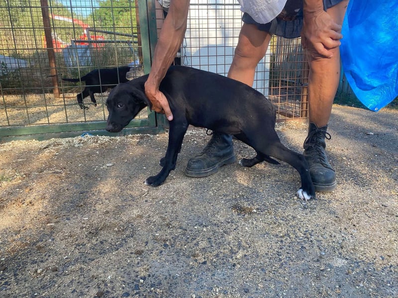 Rebeka, freut sich auf ihre Menschen auf Pflegestelle in Kerpen