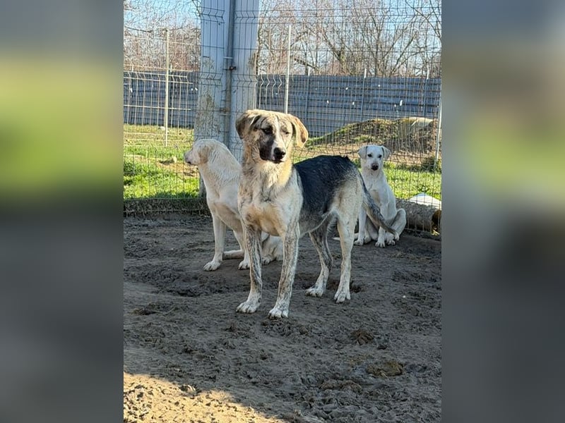 Nathan, aktiv und verspielt