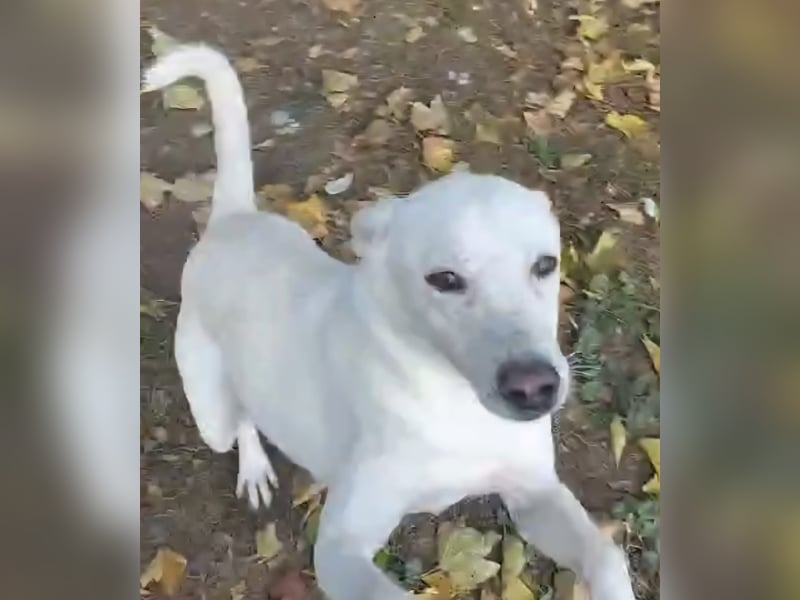 Laika freut sich auf aktive Menschen