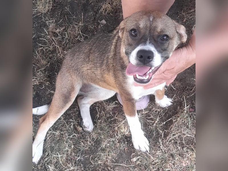 Holly, verspielt und niedlich