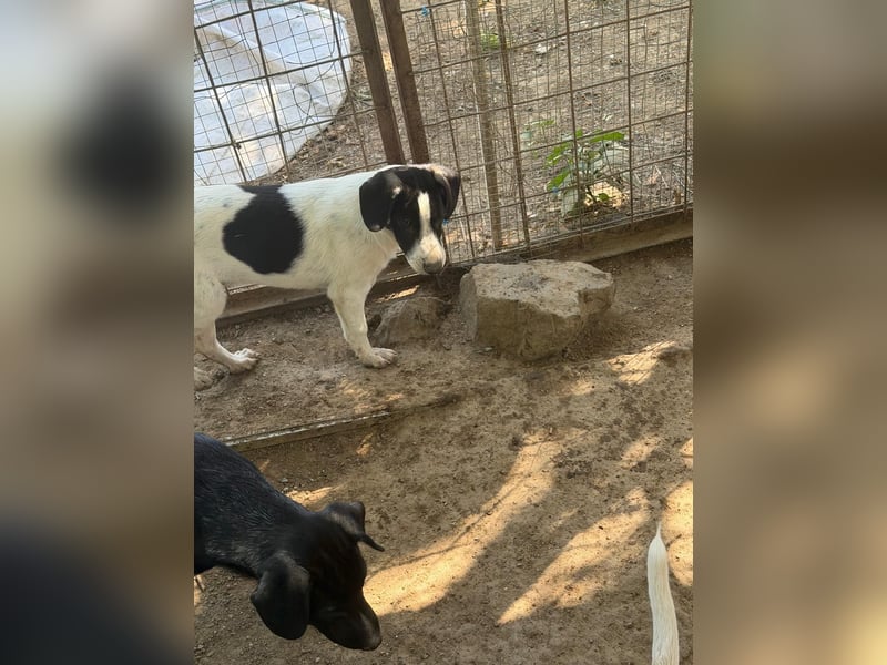 Leia, süße Maus sucht aktive Family