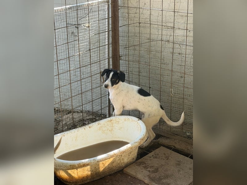 Leia, süße Maus sucht aktive Family