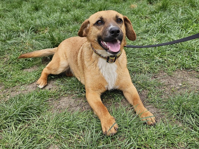 Sonnenschein Kisbarna sucht ihr Rudel