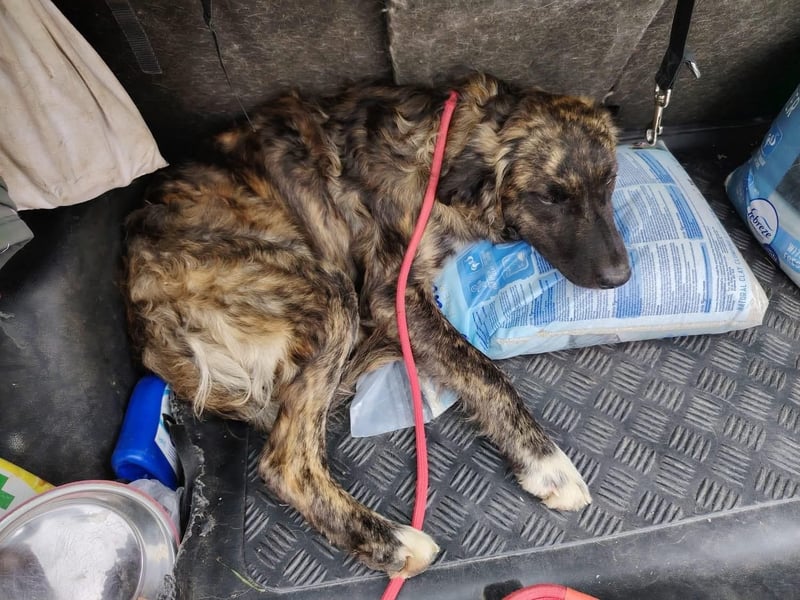 Dombi, junger Hund mit großem Herz