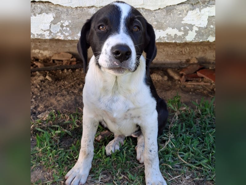 Sophia sucht ein Zuhause / eine Pflegestelle