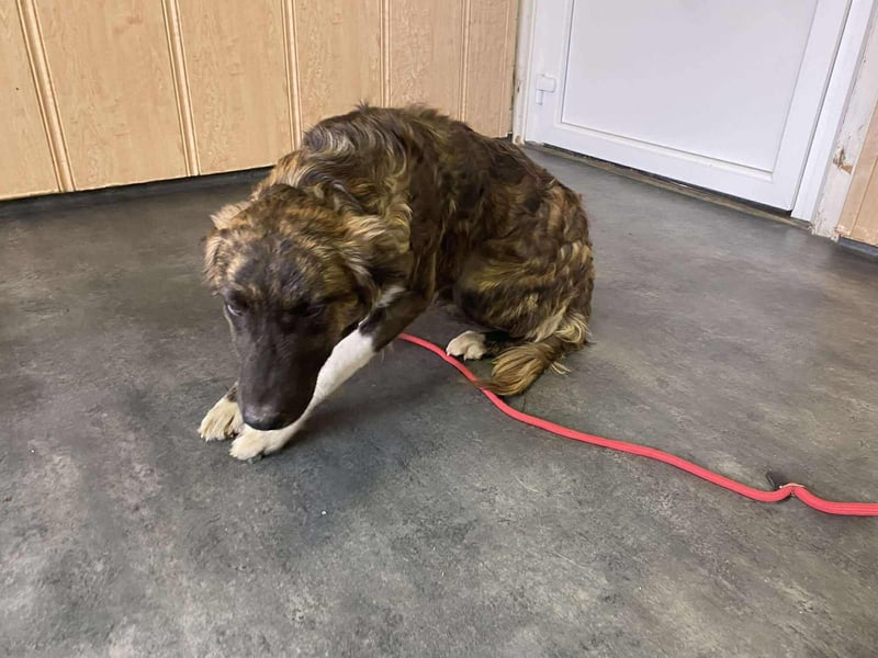 Dombi, junger Hund mit großem Herz